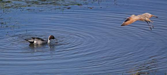 Northern Pintail duck and a Marbled Godwit