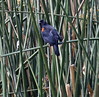 Red-winged Blackbird at Lindo Lake