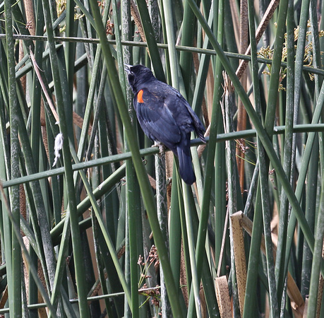 Red-winged Blackbird at Lindo Lake
