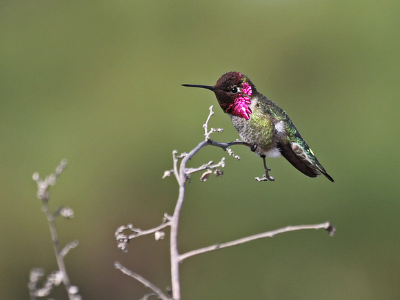 Anna's Hummingbird (m)