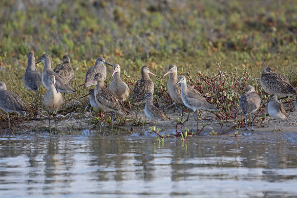 Marbled Godwits, Willets and Short-billed Dowitchers