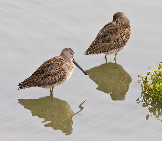 Longbilled Dowitchers
