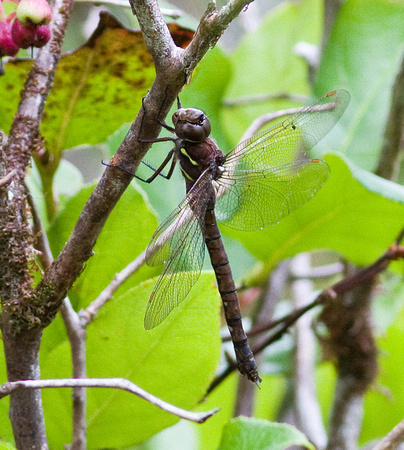 Dragonfly sp