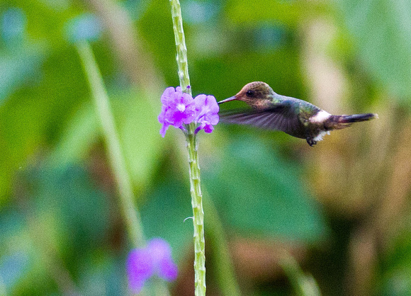 Ruby-topaz Hummingbird (female)