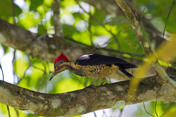 Pinnated Woodpecker