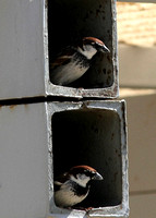 'Italian' Sparrow