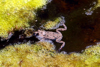Fire-bellied Toad
