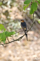 Red_rumped Swallow