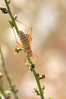 bush cricket nymph