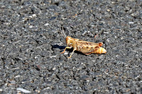 grasshopper sp.