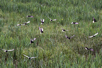 White-winged Terns
