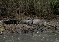 Morelets Crocodile