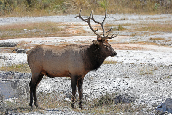 Elk Deer