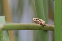 Pacific (Sonoran) Tree Frog