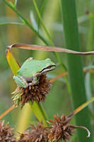 Pacific (Sonoran) Tree Frog